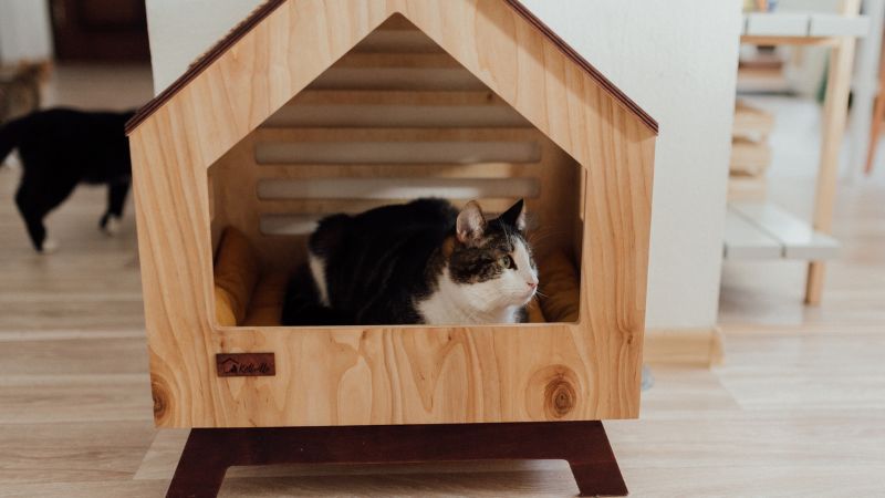 猫の暑さ対策はどうすべき