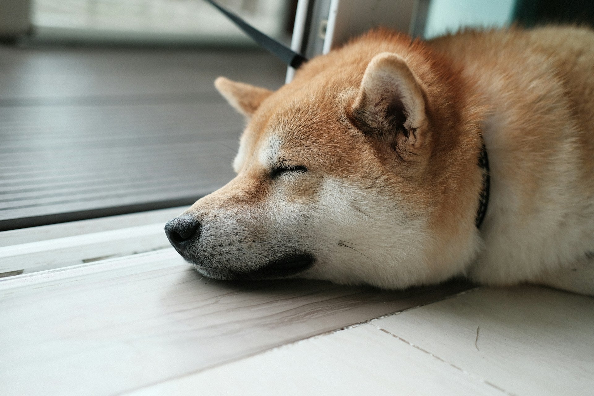 犬や猫の熱中症サイン！症状チェック・応急処置から予防策まで解説