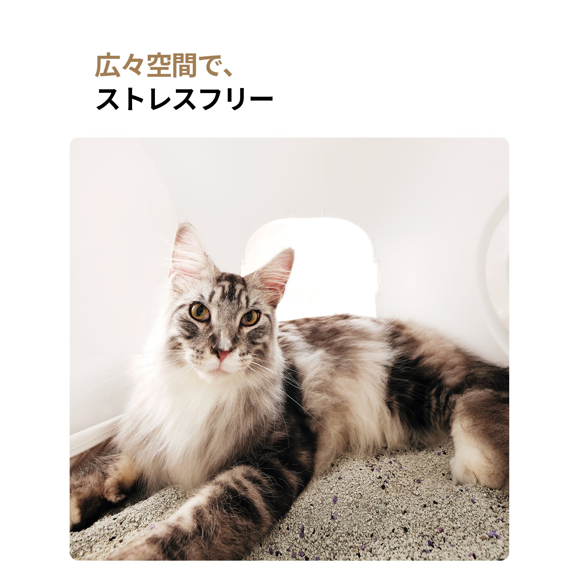 homerunPET 全自動猫トイレ　Loobo Max